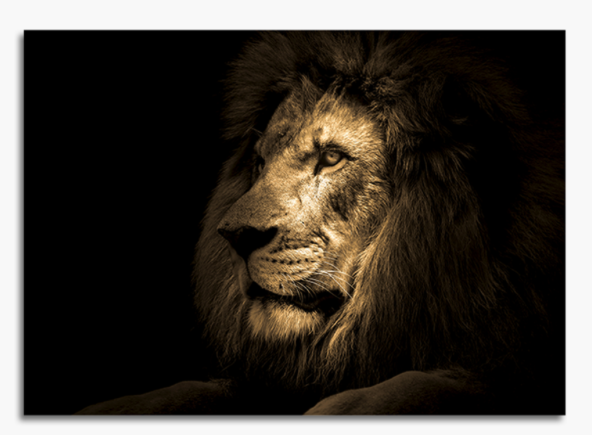 Obraz na szkle glasspik Lion 70x100 cm majestatyczny lew