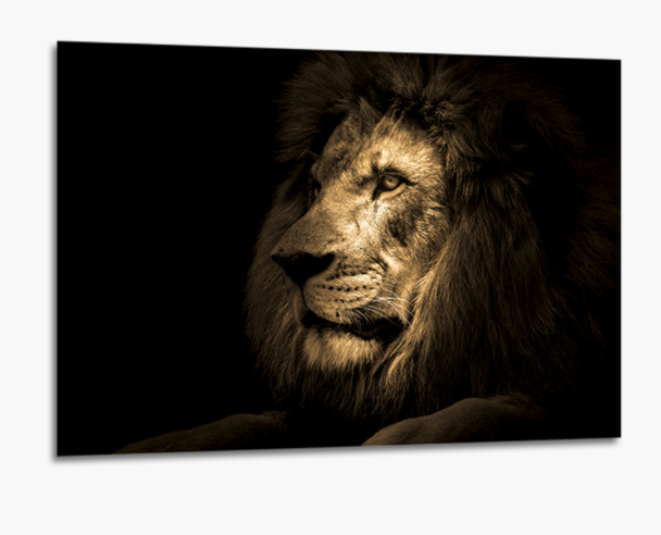 Obraz na szkle glasspik Lion 70x100 cm majestatyczny lew