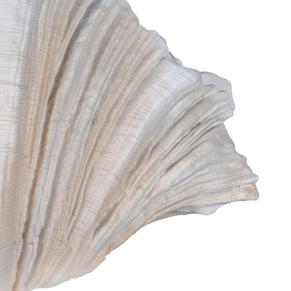 Wazon Shell kremowy 55 cm - wazon muszla kremowa żywica