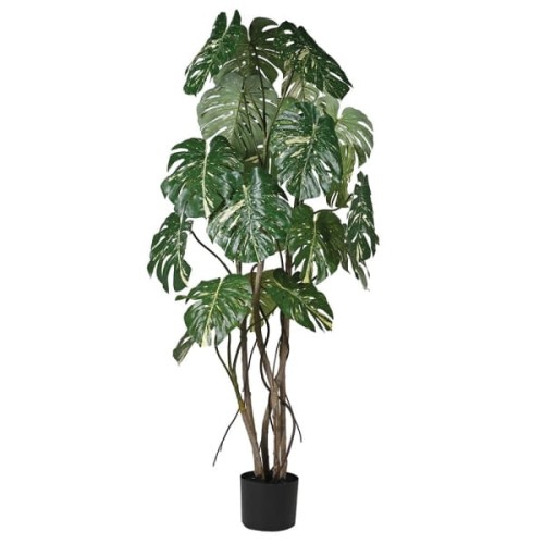 Monstera Chelsea 198 cm sztuczna roślina w czarnej plastikowej doniczce 